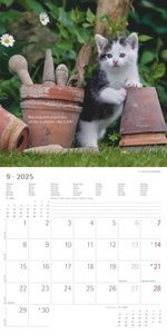 Samtpfötchen 2025 - Broschürenkalender 30x30 cm (30x60 geöffnet) - Kalender mit Platz für Notizen - inkl. herausnehmbarem Poster - Bildkalender