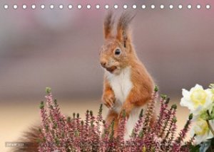 Eichhörnchen Momentaufnahmen fürs Herz (Tischkalender 2023 DIN A5 quer)