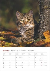 Katzen Kalender 2023