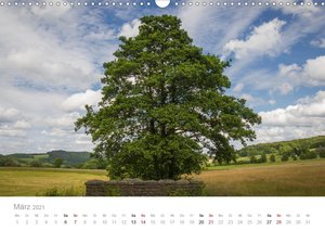 Wunderschöne Bäume im Sauerland (Wandkalender 2021 DIN A3 quer)