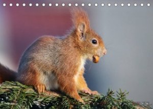 Eichhörnchen Momentaufnahmen fürs Herz (Tischkalender 2023 DIN A5 quer)