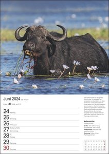 Unsere Tierwelt Wochenplaner 2024. Praktisch und informativ: Kalender mit Platz für Notizen und Wochenkalendarium. Jede Woche beeindruckende Tierfotos in einem Terminkalender zum Aufhängen