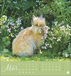 Süße Kaninchen Postkartenkalender 2023. Tierfotografin Monika Wegler setzt in einem kleinen Kalender niedliche Häschen in Szene. Tischkalender im Postkartenformat.