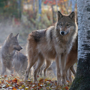 Wolves 2022