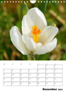 Frühlingserwachen (Wandkalender 2023 DIN A4 hoch)