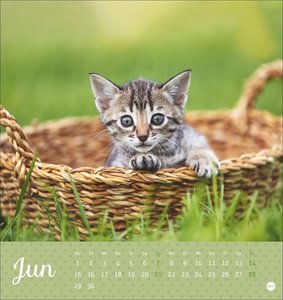 Katzen Postkartenkalender Kleine Tiger 2026