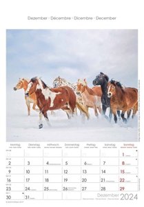 Pferde 2024 - Bildkalender 23,7x34 cm - Kalender mit Platz für Notizen - mit vielen Zusatzinformationen - Horses - Wandkalender - Alpha Edition