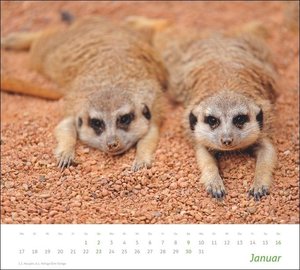 times&more Erdmännchen Bildkalender 2022