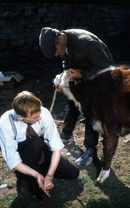 Der Doktor und das liebe Vieh