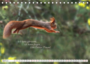 Tipps von Eichhörnchen an Eichhörnchenliebhaber (Tischkalender 2023 DIN A5 quer)