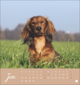 Dackel Postkartenkalender 2022