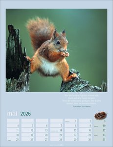 Eichhörnchen Kalender 2026