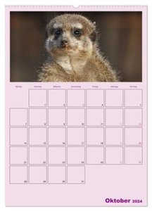 Erdmännchen / Terminplaner (Wandkalender 2024 DIN A2 hoch), CALVENDO Monatskalender