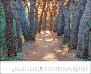 Bäume – Alleen 2023 – Wandkalender 52 x 42,5 cm – Spiralbindung