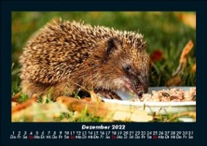Tierkalender 2022 Fotokalender DIN A5