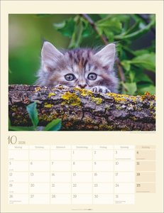 Katzen auf dem Lande Kalender 2026