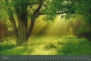 Zauberwälder Edition Kalender 2023. Wandkalender XXL mit Fotos verwunschener Wälder und Lichtungen. Kalender Großformat mit hochwertigen und geheimnisvollen Fotos.