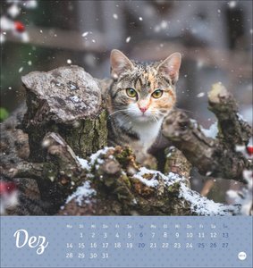 Katzen Postkartenkalender Kleine Tiger 2026