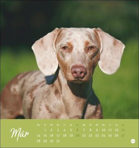 Dackel Postkartenkalender 2022