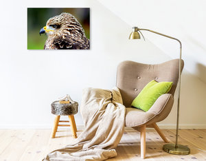 Premium Textil-Leinwand 75 cm x 50 cm quer Greifvögel - Junger Rotmilan