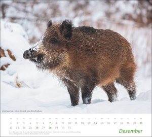 times&more Heimische Tiere Bildkalender 2025