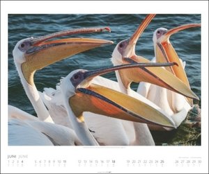 Welt der Vögel Kalender 2023. Tierkalender 2023 mit faszinierenden Fotos unterschiedlichster Vogelarten. Wandkalender Großformat, ein Naturkalender mit beeindruckenden Aufnahmen.