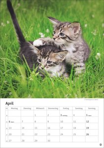 Katzen Kalender 2026