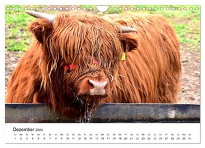 Zottelige Schotten (Wandkalender 2024 DIN A4 quer), CALVENDO Monatskalender