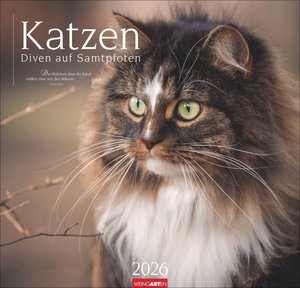 Katzen - Diven auf Samtpfoten 2026