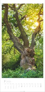 Im Wald Kalender 2026