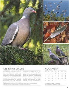 Vögel in unseren Gärten Posterkalender 2022