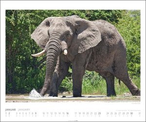 Elefanten Kalender 2022
