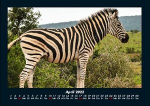 Wildtier Kalender 2022 Fotokalender DIN A4