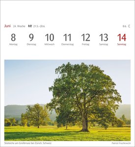 Bäume Postkartenkalender 2026