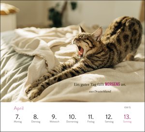 Wochenkalender 2025: Kluge Katzen