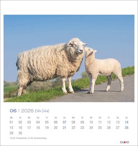 Extra Schaf Postkartenkalender 2026