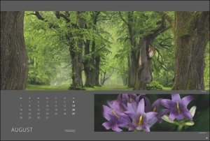 Wald nah und fern Edition Kalender 2023. Der Wald von seiner schönsten Seite in einem XXL Wandkalender. Kalender Großformat mit idyllischen Landschafts-Fotos.