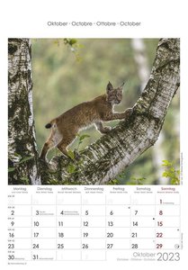 Heimische Tierwelt 2023 - Bildkalender 23,7x34 cm - Kalender mit Platz für Notizen - mit vielen Zusatzinformationen - Wandkalender - Alpha Edition