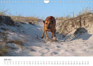 Ridgebacks - Hunde aus Afrika (Wandkalender 2023 DIN A4 quer)