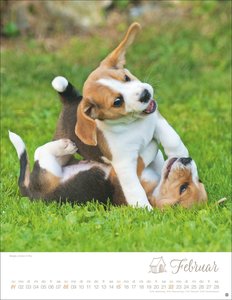 Hundekinder Posterkalender 2026