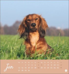 Dackel Postkartenkalender 2022