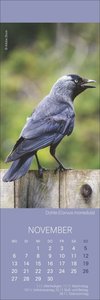 Vögel in unseren Gärten Lesezeichen & Kalender 2023. 12 der häufigsten Gartenvogelarten in einem Mini-Kalender. Perfekt als Mitbringsel oder kleine Aufmerksamkeit zu Weihnachten.