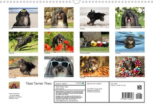 Tibet Terrier Theo