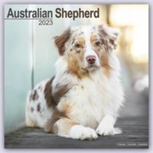 Australian Shepherd - Australische Schäferhunde 2023- 16-Mon