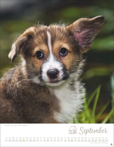 Hundekinder Posterkalender 2026