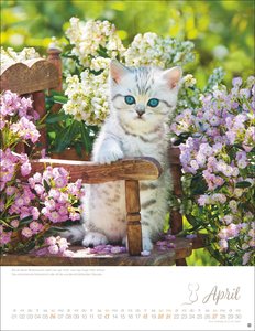 Katzenkinder Posterkalender 2025