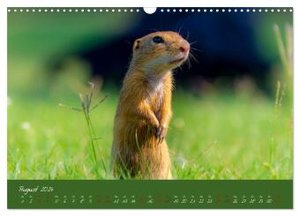 Ziesel auf Augenhöhe (Wandkalender 2024 DIN A3 quer), CALVENDO Monatskalender