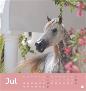 Pferde Postkartenkalender 2022