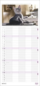 Whiskas Familienplaner 2023. Praktischer Kalender für Familien mit Katzenfotos zum Dahinschmelzen. Terminkalender für die Wand mit 5 Spalten und viel Raum für Planung. Familienkalender 2023