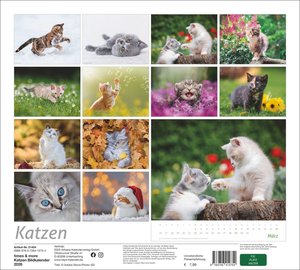 times&more Katzen Bildkalender 2026